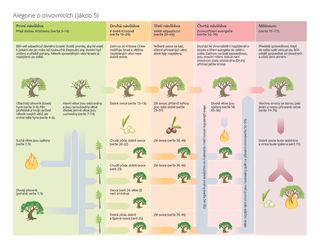 schéma alegorie o olivovníku