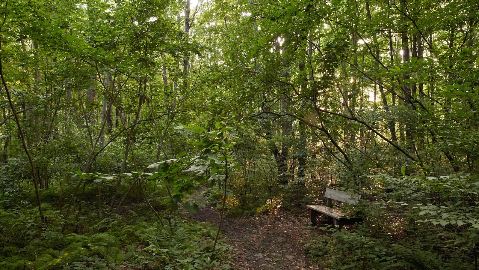 Exterior of woods near the Visitors' Center at the Priesthood Restoration Site near Susquehanna Depot, Pennsylvania.