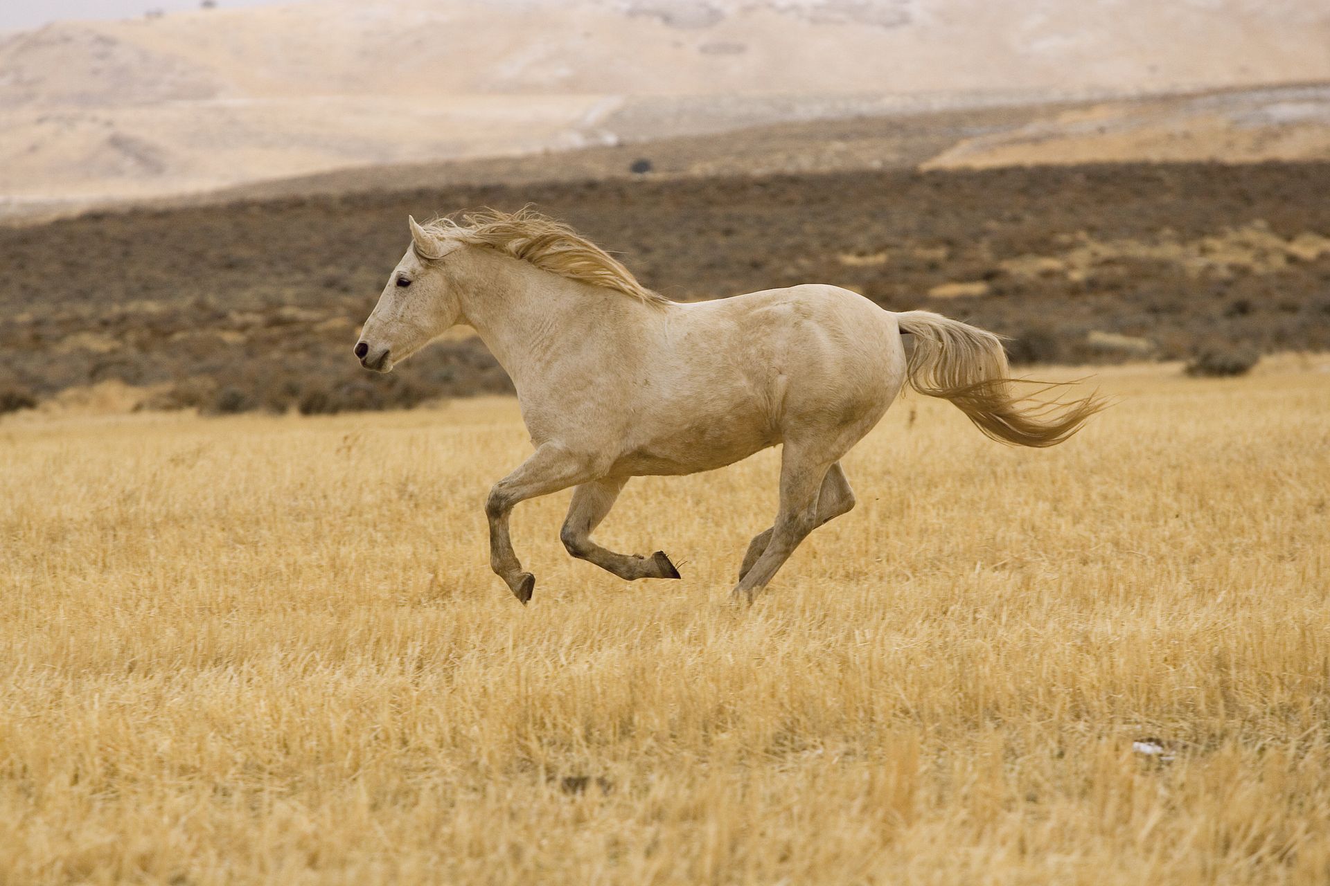A horse running in a field.