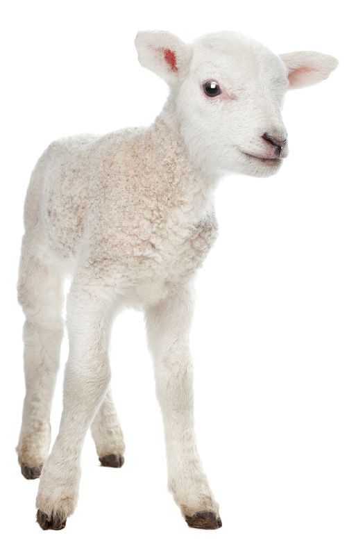 lamb