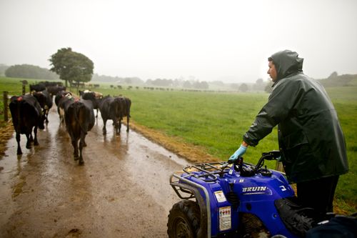 Farmer milking and herding cattle in New Zealand