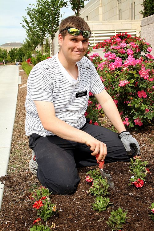 A young Church-service missionary in casual clothing planting red and pink flowers at the Ogden Utah Temple.