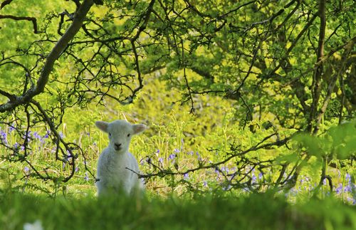 lamb in a meadow