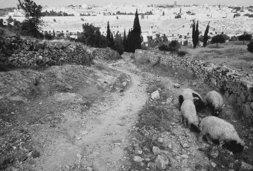 Mount of Olives