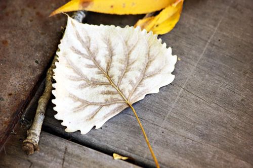 A close-up view of a dead light brown leaf next to some yellow leaves and a branch.