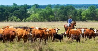 boy on horse with cattle