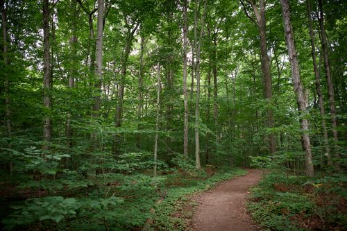 Quiet, lush green grove with tall trees.