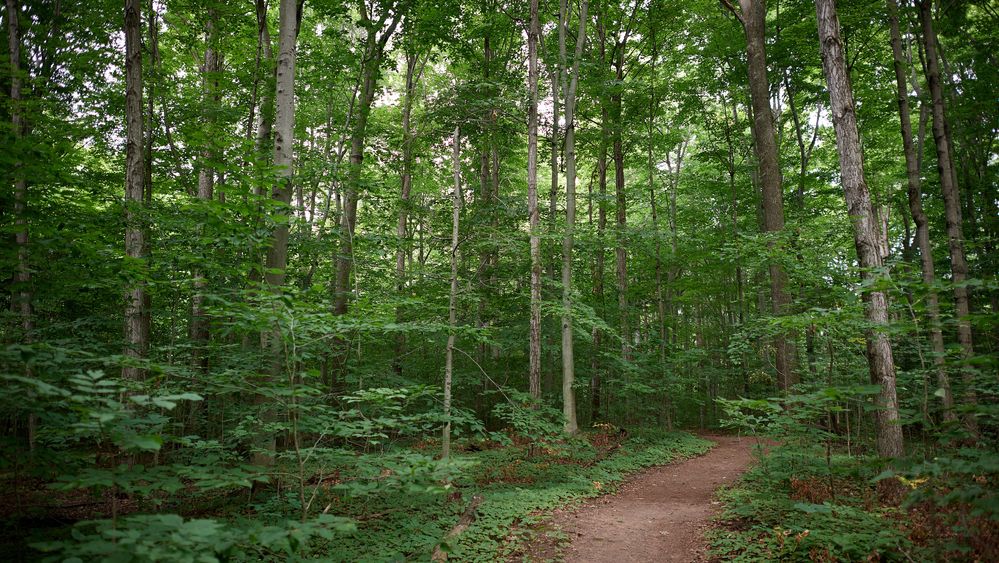 Various pathways around the Scared Grove. There are lots of trees and dirt pathways surrounding.