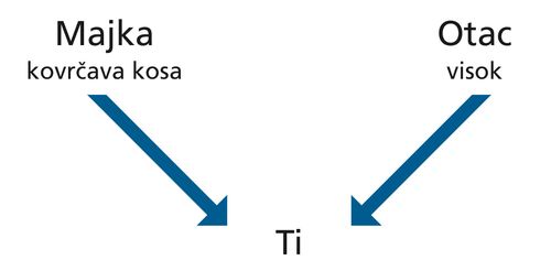 dijagram, roditelji, osobine, vi