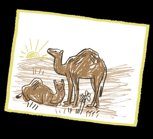 drawing of camels