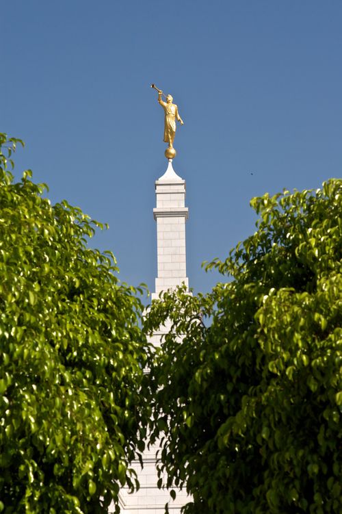 An image of the statue of the angel Moroni on the Oaxaca Mexico Temple, seen rising above the green leaves of trees in the foreground.