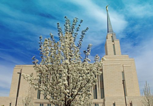 A small tree on the grounds of the Oquirrh Mountain Utah Temple covered with white spring blossoms, with the side of the temple seen in the background.