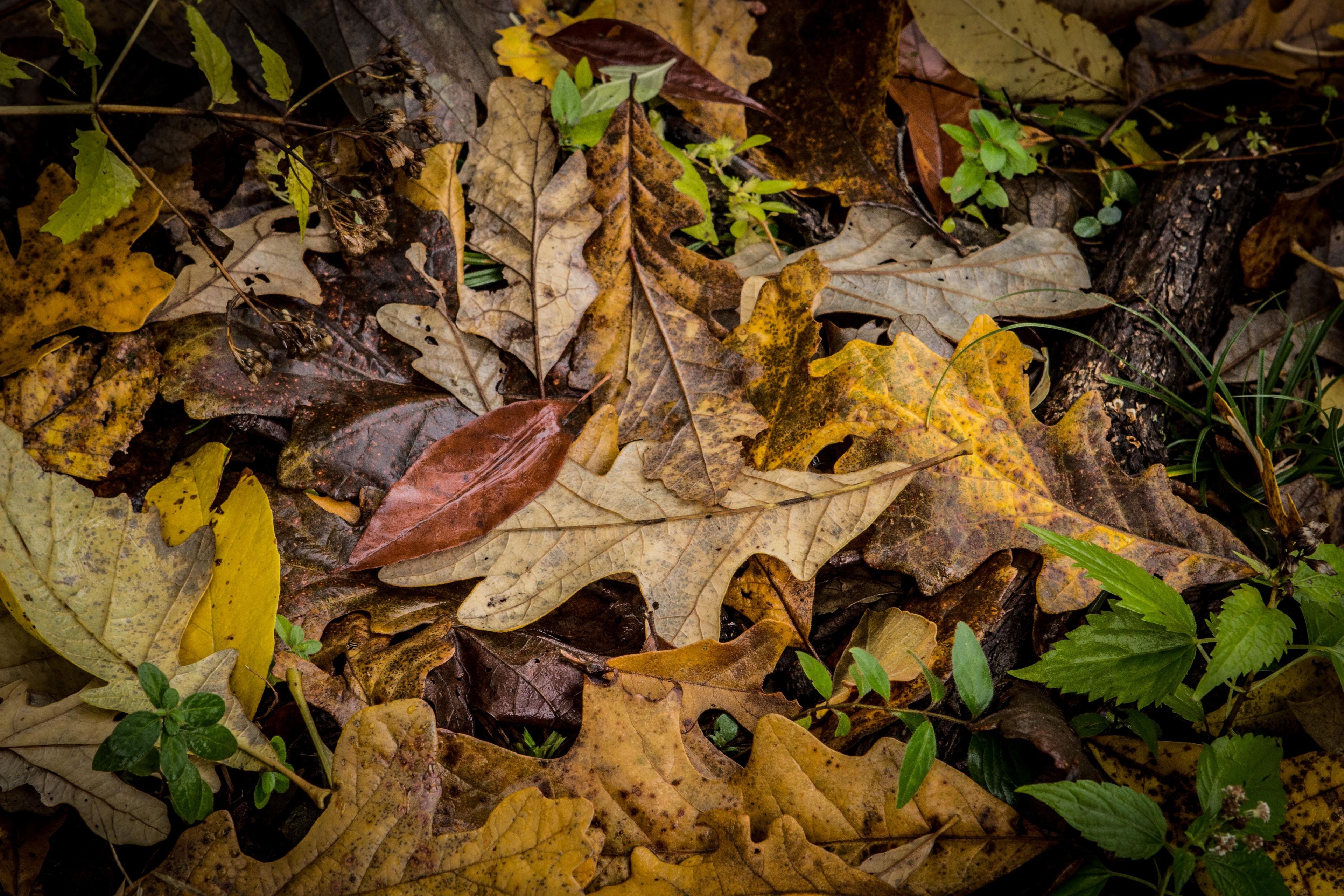 A pile of dead leaves in the fall.