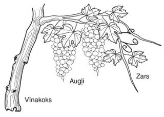 vīnakoks