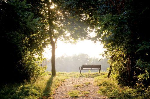 A dirt trail leading to a park bench surrounded by trees and bushes, backlit by the sun.