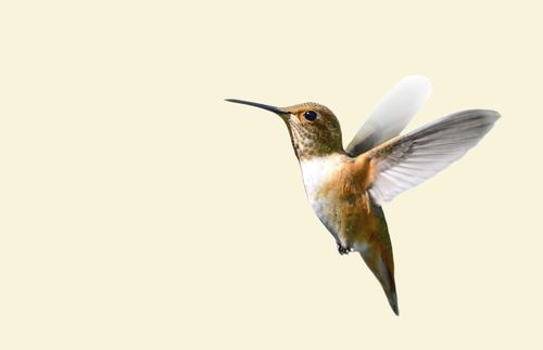 Hummingbird on a color background