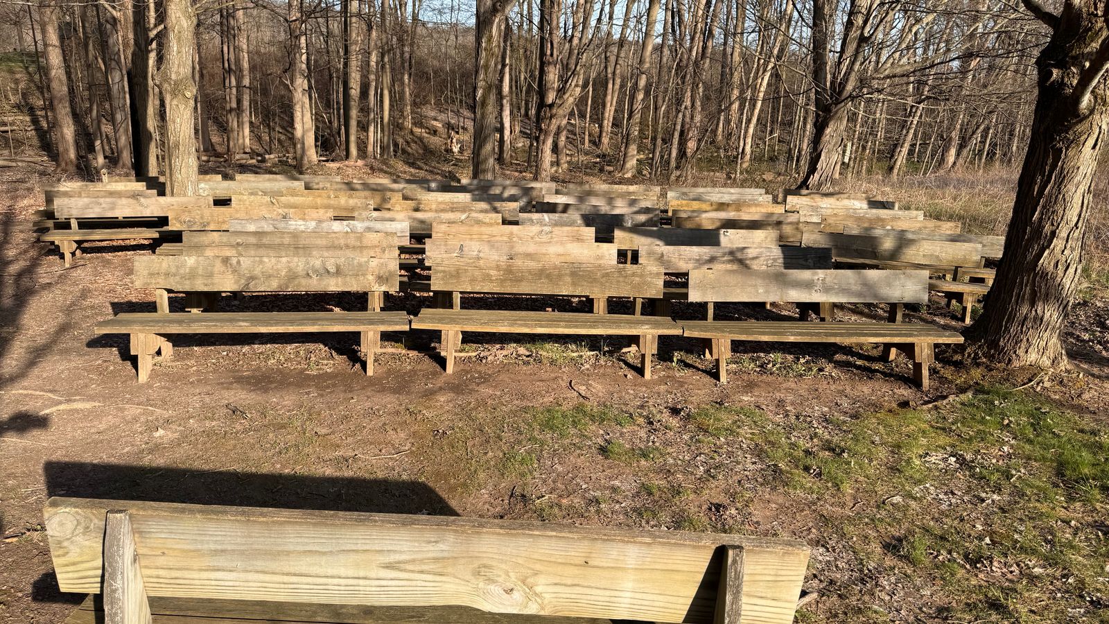 Rows of wooden benches in a grove of trees. 