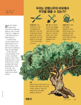 우리는 감람나무의 비유에서 무엇을 배울 수 있는가?