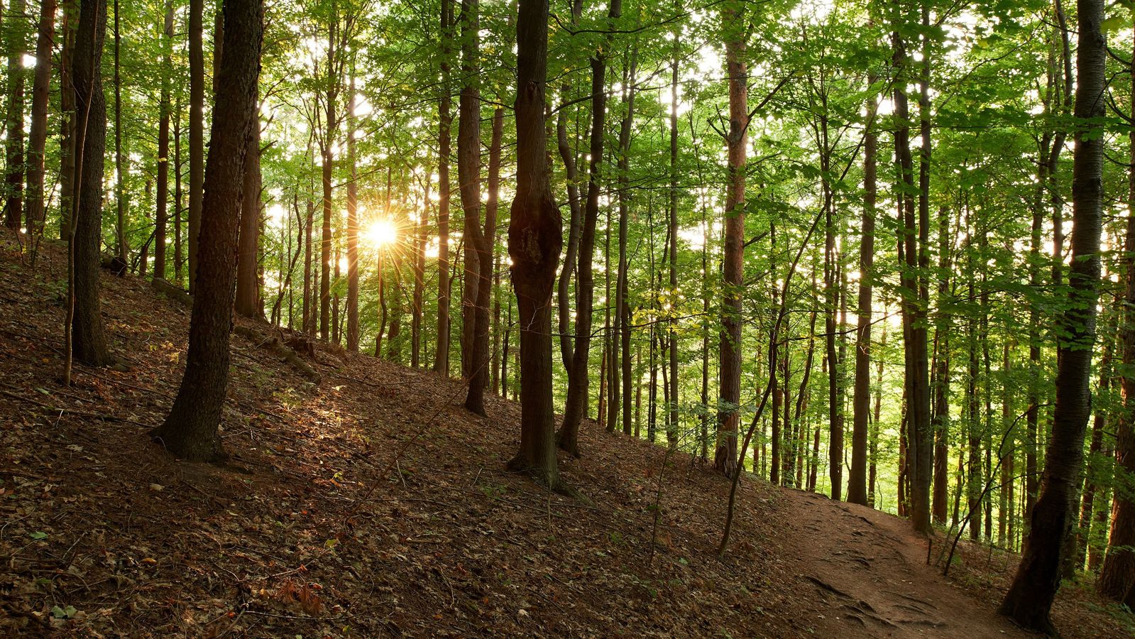 Various exterior shots of the sunlight breaking through trees at the Hill Cumorah in Manchester, New York.