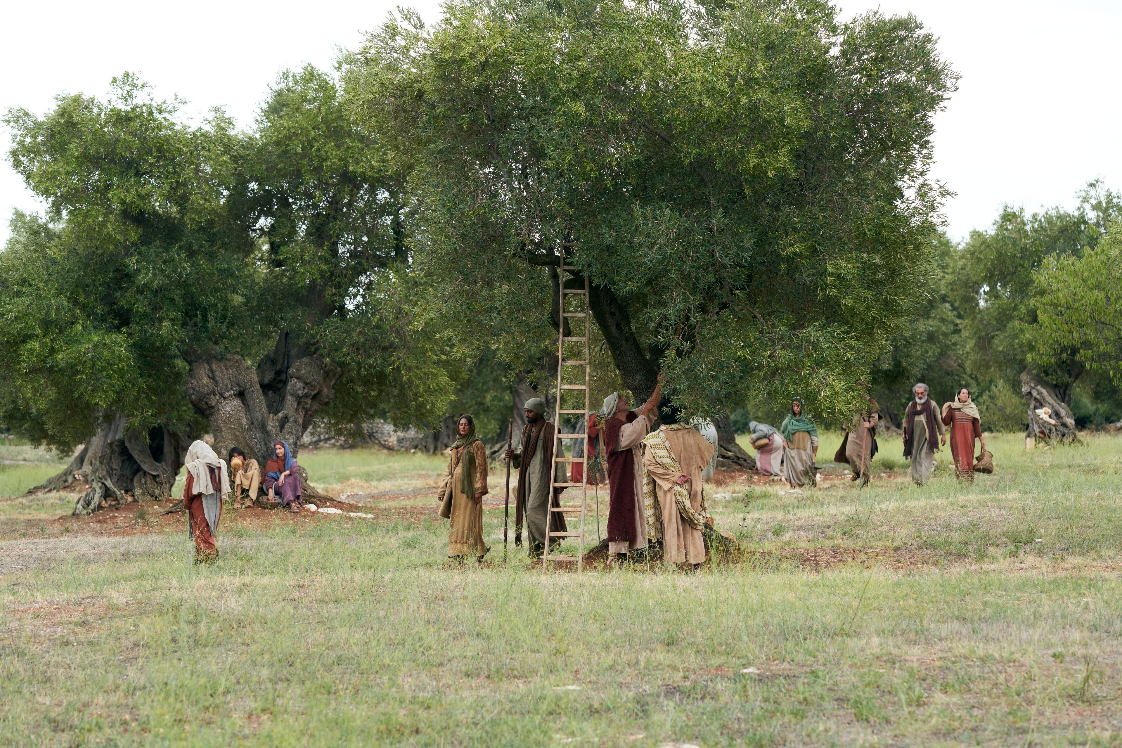 Men and women of all ages labor in the vineyard with varous tools. This is part of the olive tree allegory mentioned in Jacob 5.