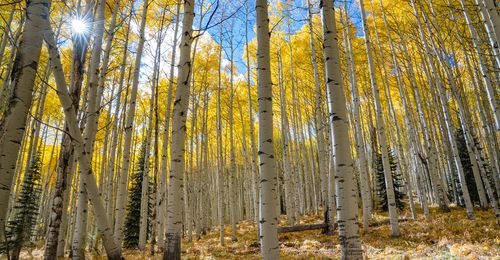 aspen trees