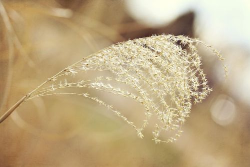 A close-up view of a golden stalk of grass with a cluster of seeds on the ends.