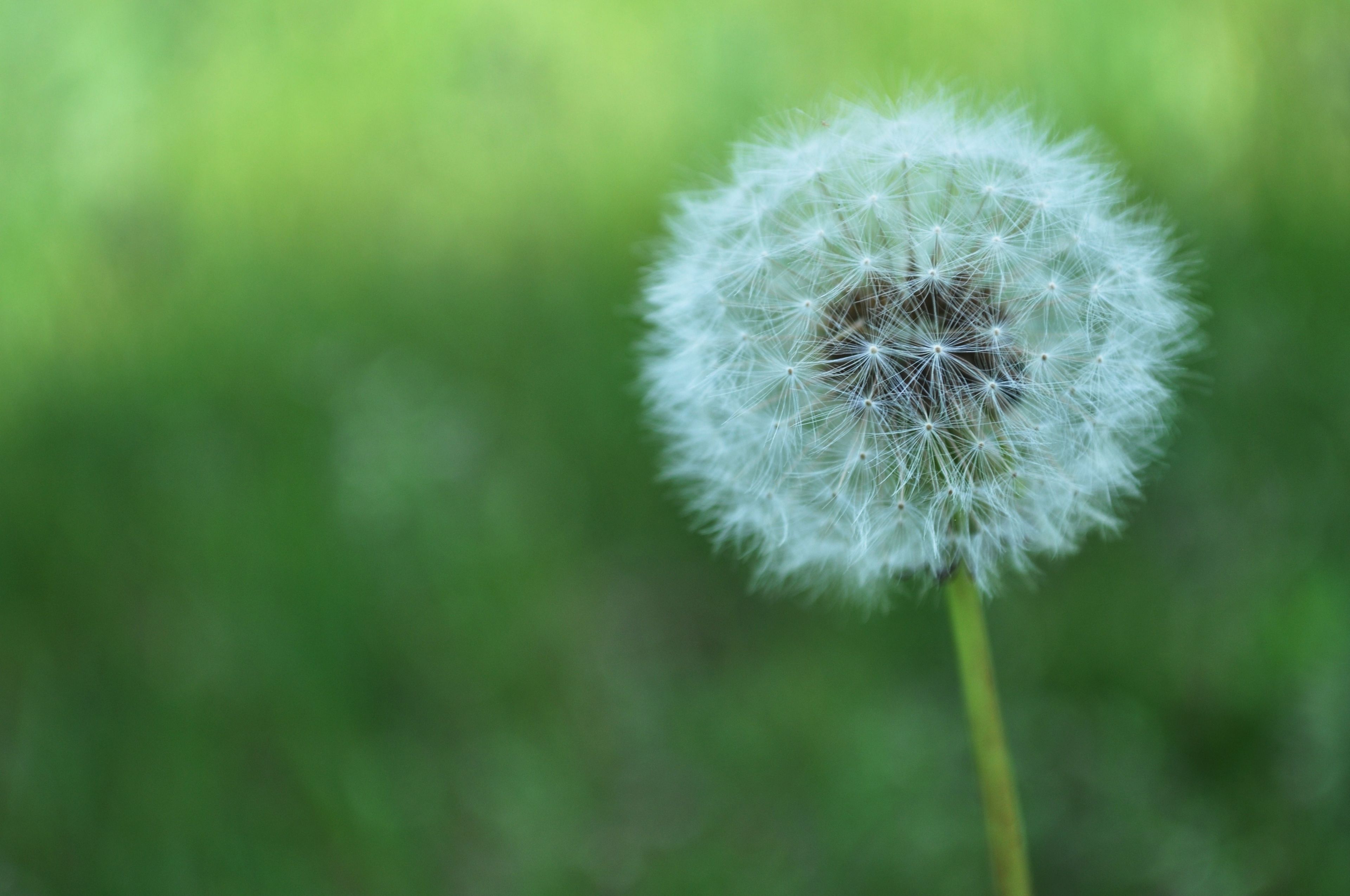 A dandelion with white seeds.