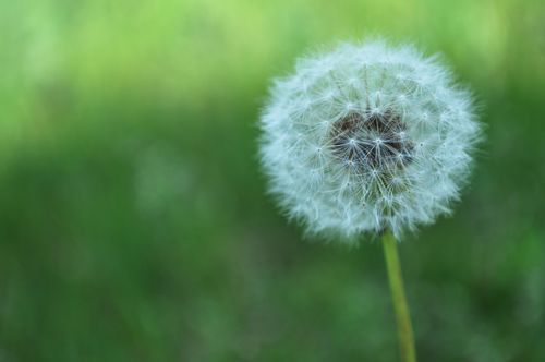 A dandelion with white seeds on a green stem in a patch of grass.