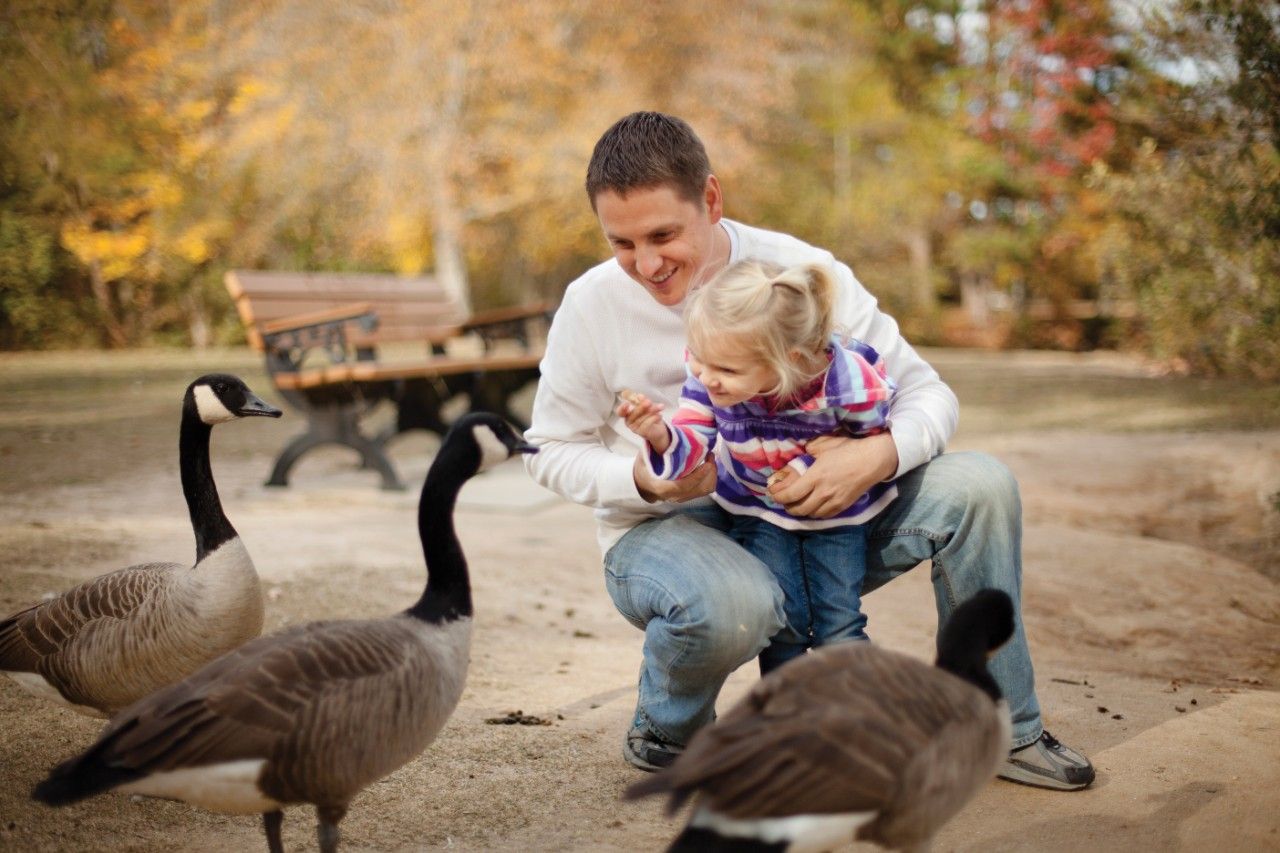 A father feeds geese with his daughter.