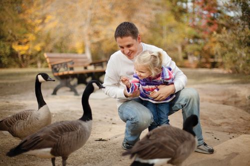 A father holds his toddler-age daughter and helps her feed the geese around them.