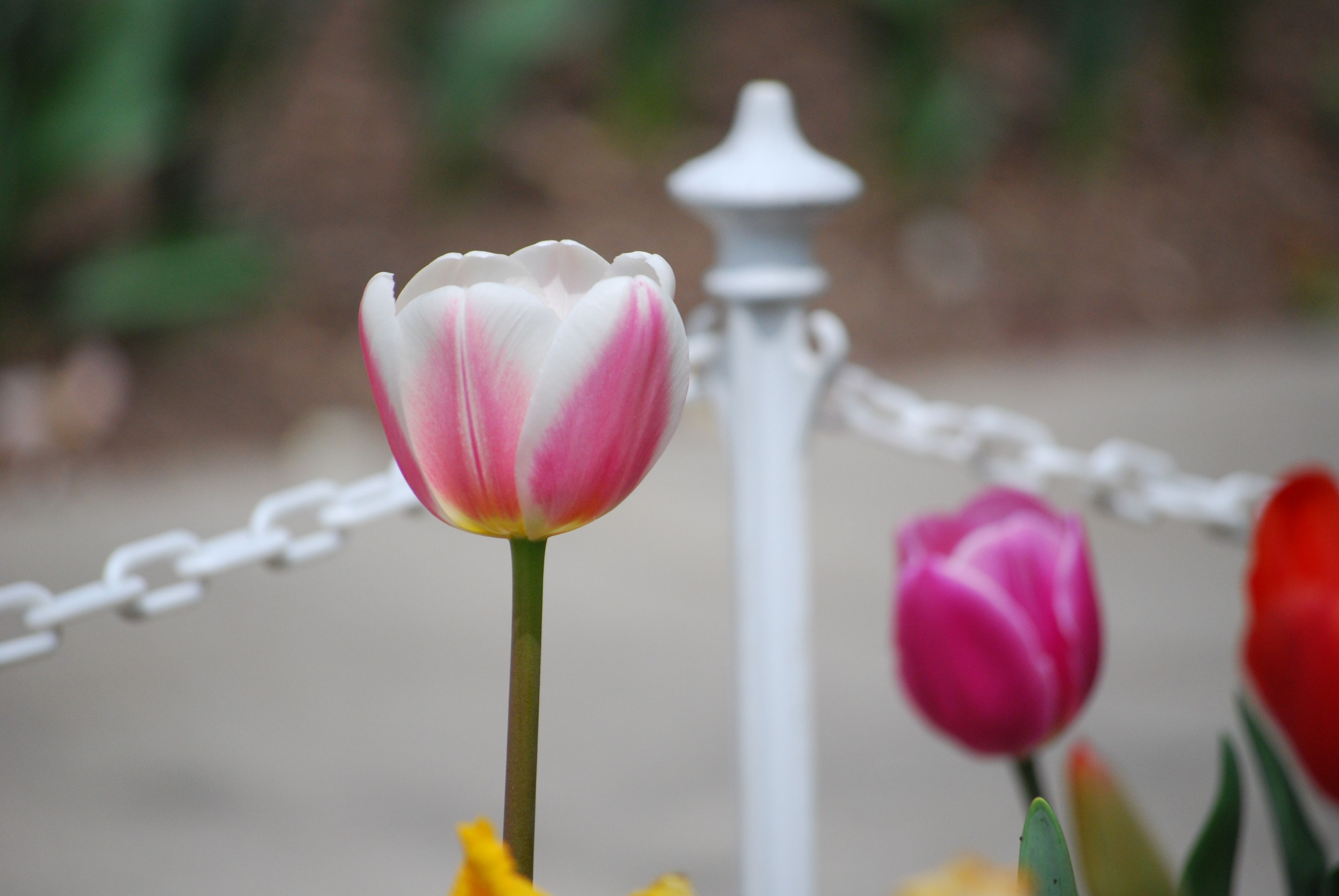 Tulips in the garden at Winter Quarters.