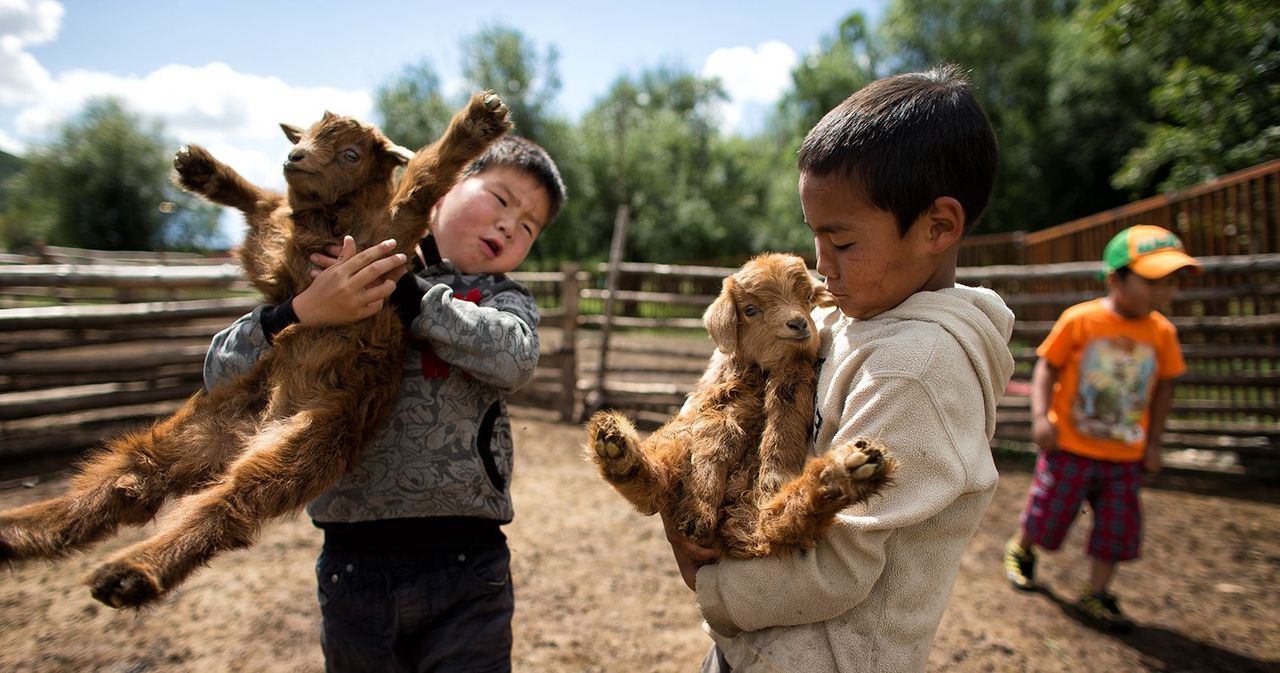 Two boys in a corral holding baby goats.