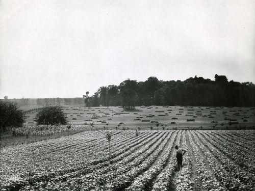 view of Sacred Grove from the Smith farm