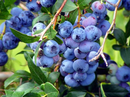 A bunch of blueberries on a bush.
