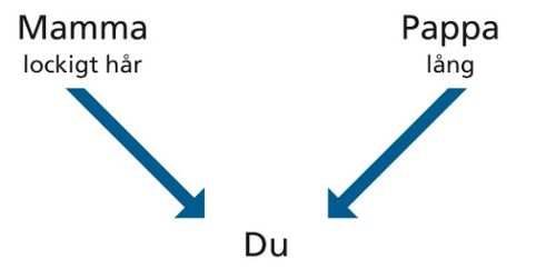 uppställning, föräldrar, utmärkande drag, du