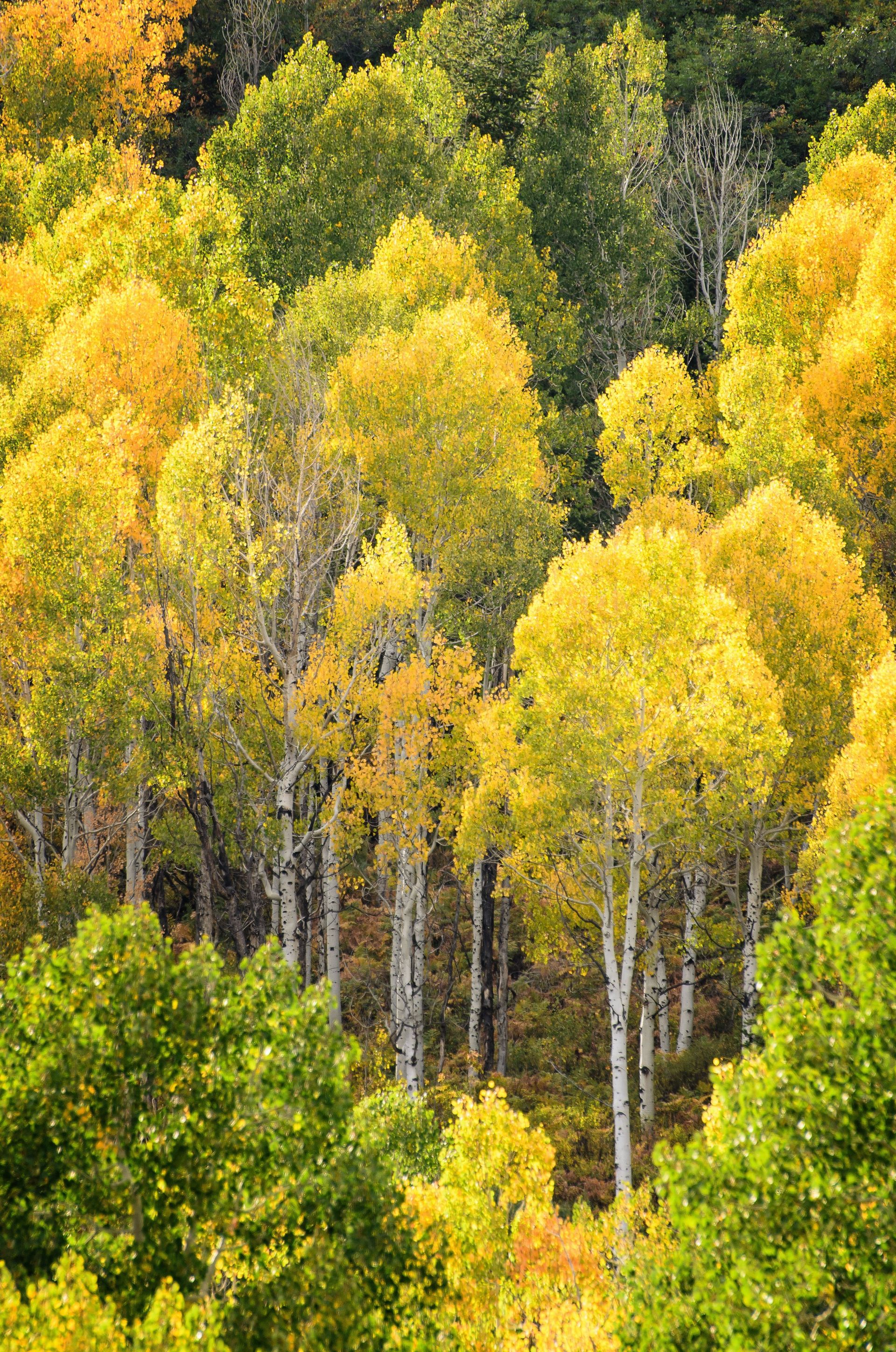A grove of aspen trees with bright yellow leaves in the autumn.