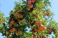 many apples on tree