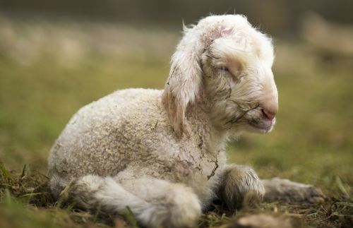 photo of a lamb laying down