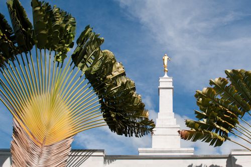 The spire of the Kona Hawaii Temple, with the angel Moroni showing between the leaves of the native plants that are found on the temple grounds.