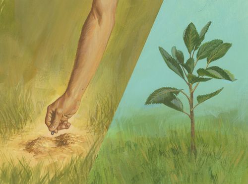 hand planting seed