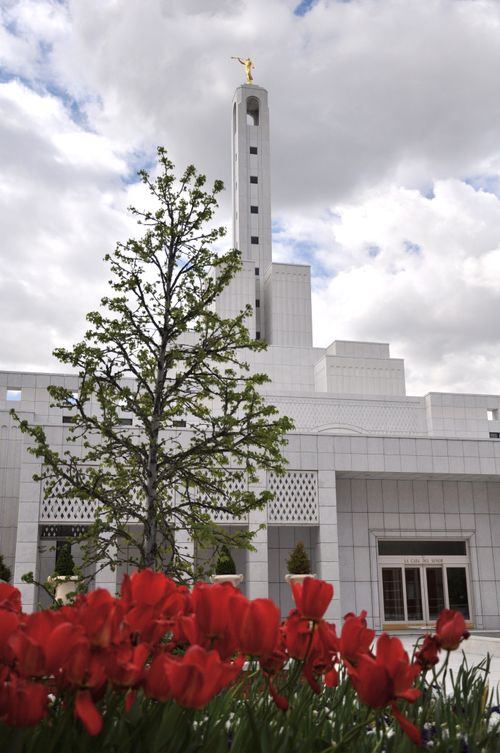 A springtime view of the Madrid Spain Temple and its spire with the angel Moroni on top, with red flowers and a tree in the foreground.