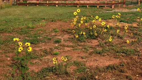 Some yellow flowers on a mound of dirt.