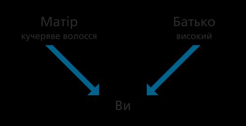 схема, батьки, якості, ви