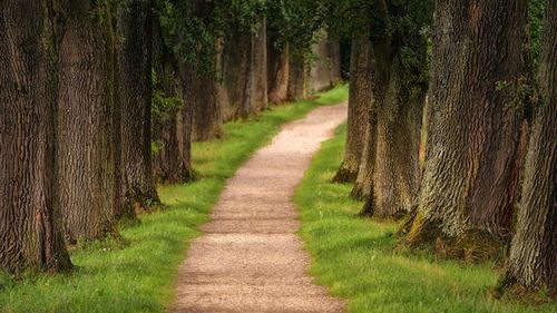 A dirt path with two rows of mature trees on each side.