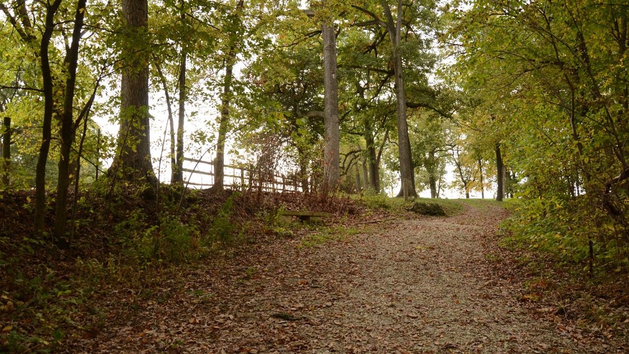 Gravel trail covered in dried red leaves. Tall trees with green leaves are on both sides of the path.