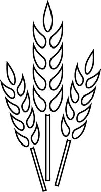wheat drawing