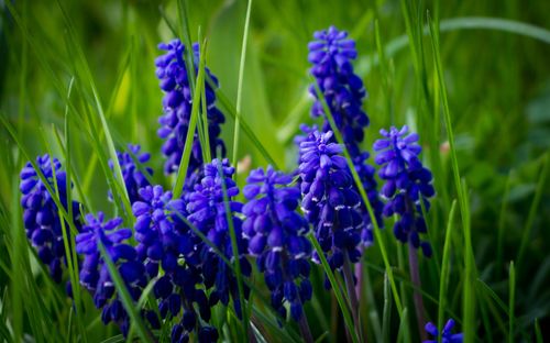 A cluster of purple hyacinths with green grass growing around them.