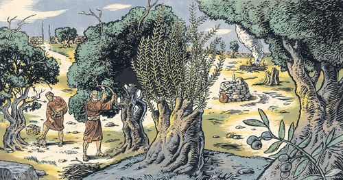 men working in a grove of olive trees