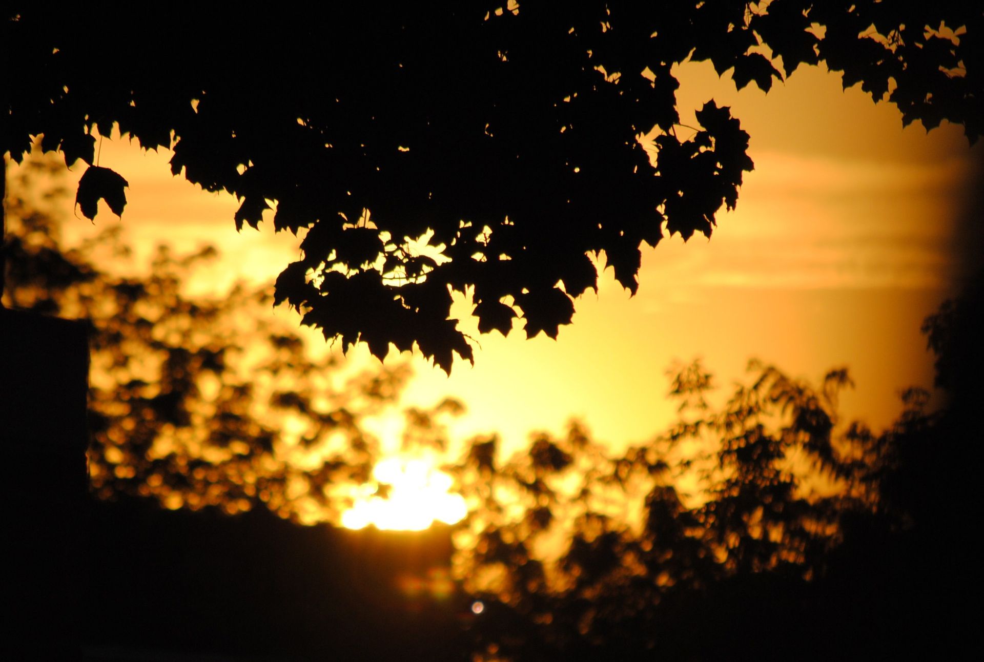 Silhouetted leaves during sunset.