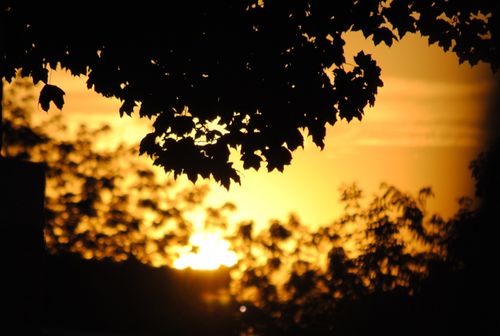 Leaves from a tree are silhouetted by the setting sun.